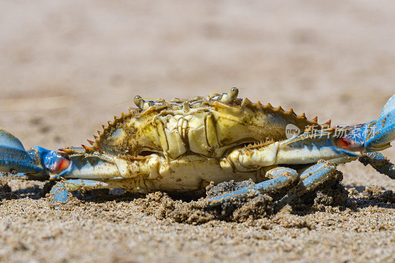 蓝蟹(Callinectes sapidus)，沙滩上的大西洋蓝蟹，加瓦，巴塞罗那海滩